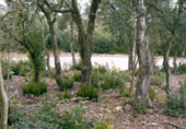 Land suitable for development for sale on España, Platja d'Aro, ref: TR114100 photo