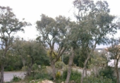 Land suitable for development for sale on España, Platja d'Aro, ref: TR114100 photo