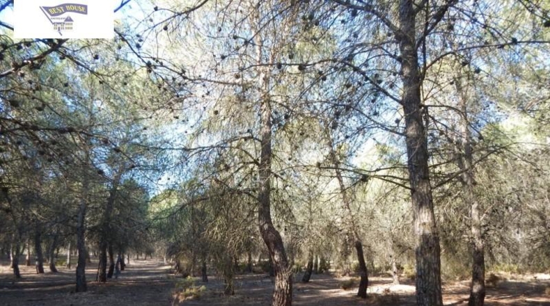 València - Onteniente - 19272m2