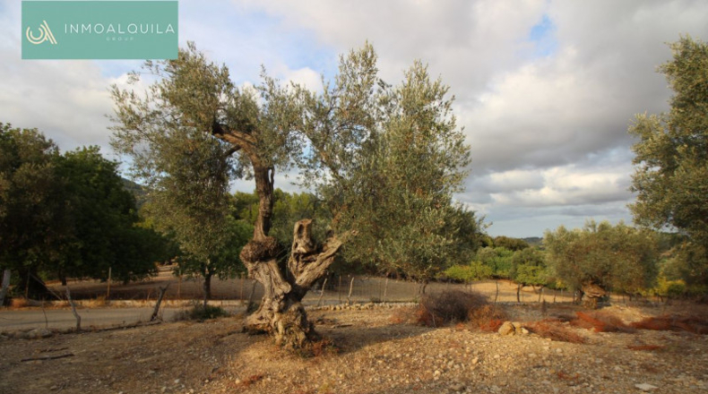 Islas Baleares - Selva - 50m2