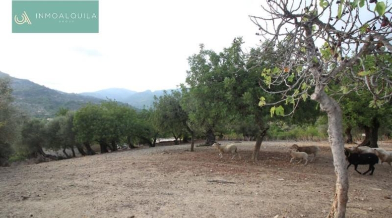 Islas Baleares - Selva - 50m2