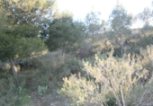 Casa de campo con terreno en venta en la España, Monóvar, ref: TR146039 foto