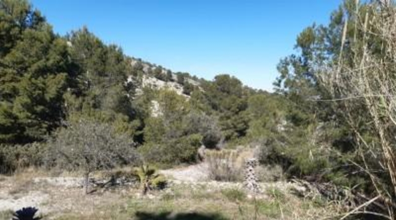 Alicante - Monóvar - 100000m2