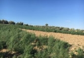 Дом с участком на продажу в городе Montefrío Фото