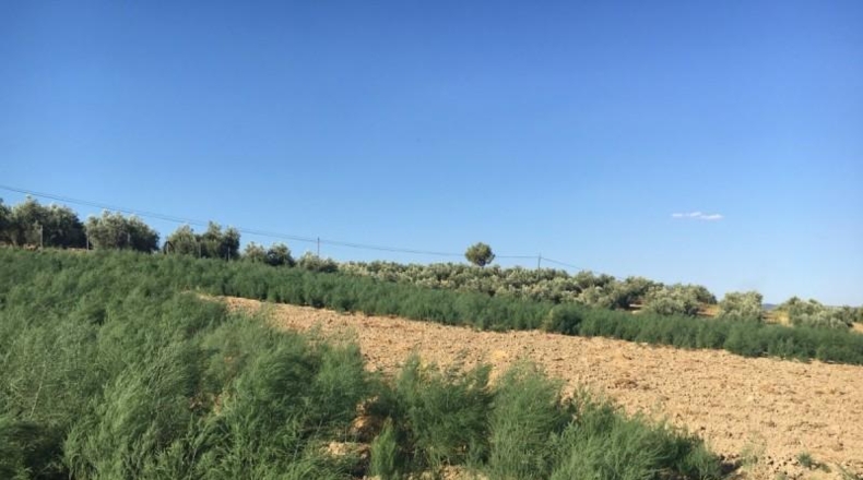 Granada - Montefrío - 336m2