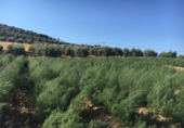 Дом с участком на продажу в городе Montefrío Фото