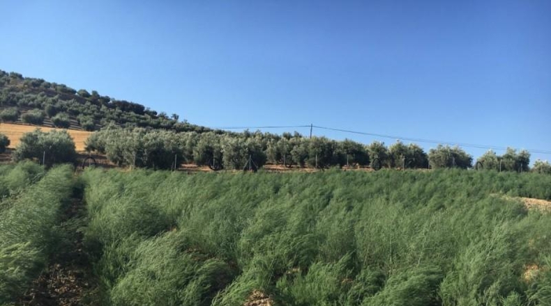 Granada - Montefrío - 336m2