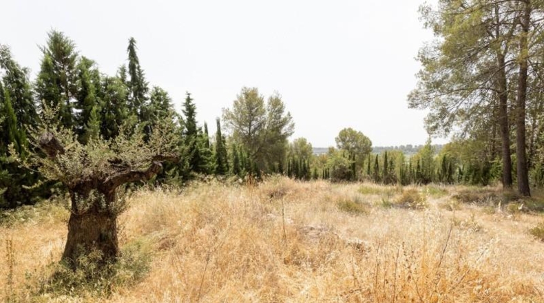 Granada - Albolote - 1453m2