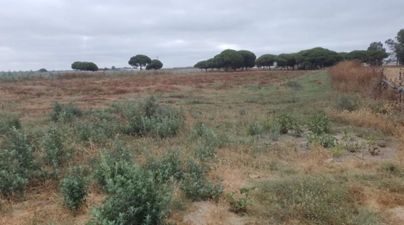 Cádiz - Chipiona - 35000m2