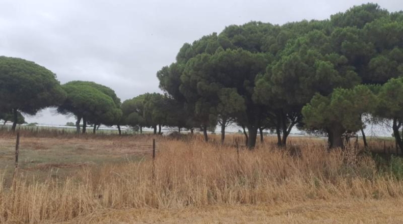 Cádiz - Chipiona - 35000m2
