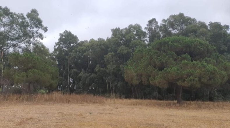 Cádiz - Chipiona - 35000m2