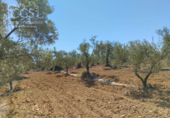 Земля на продажу у города Almonte Фото