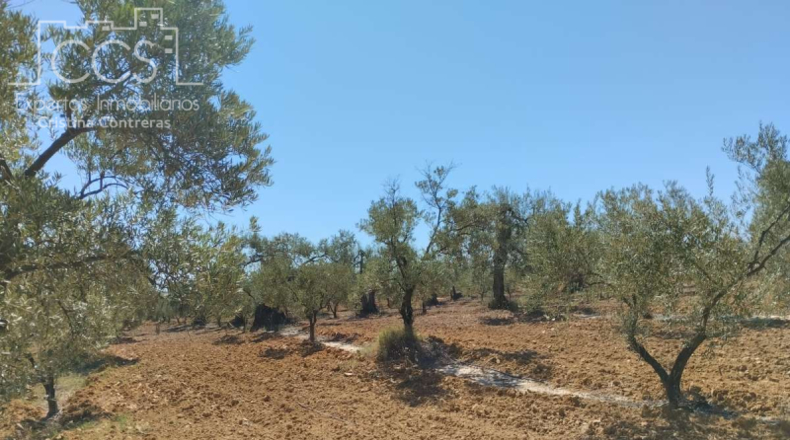 Huelva - Almonte - 150000m2