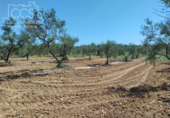 Земля на продажу у города Almonte Фото