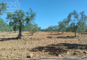 Земля на продажу у города Almonte Фото
