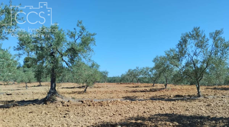 Huelva - Almonte - 150000m2