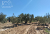 Земля на продажу у города Almonte Фото