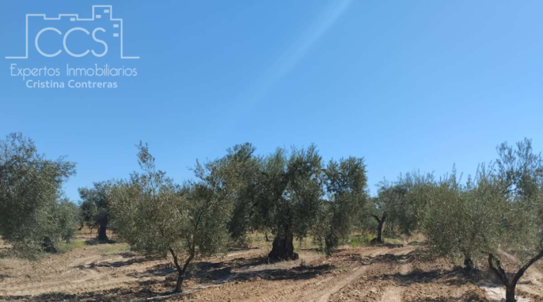 Huelva - Almonte - 150000m2
