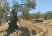 Земля на продажу у города Almonte Фото