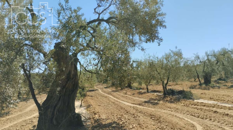 Huelva - Almonte - 150000m2