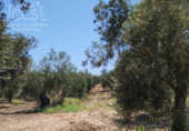 Земля на продажу у города Almonte Фото