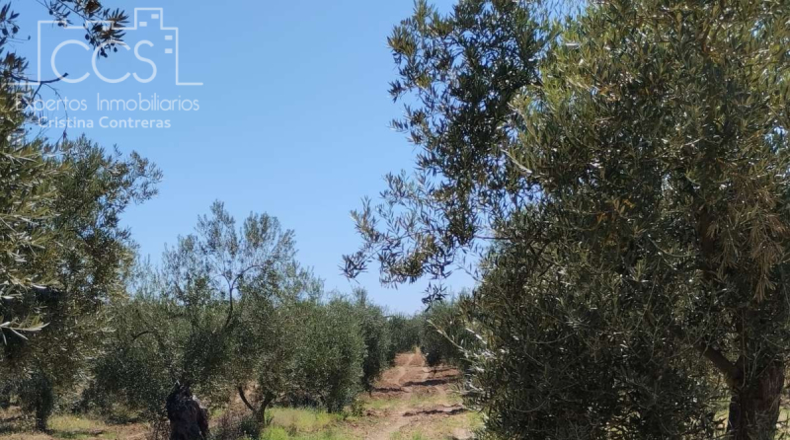 Huelva - Almonte - 150000m2