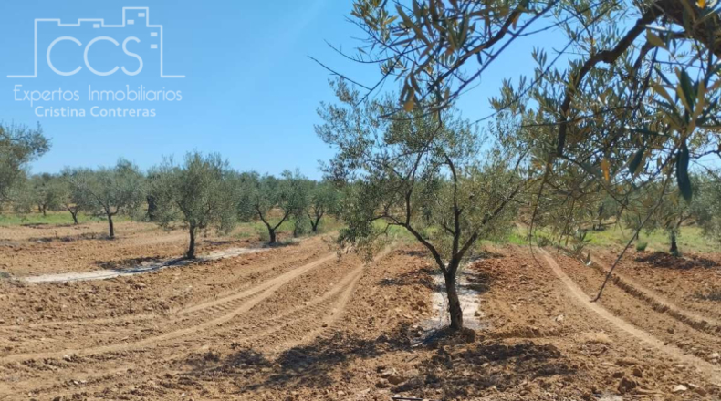 Huelva - Almonte - 150000m2