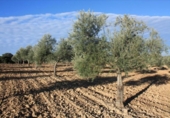 Non-developable land for sale on España, Lucena, ref: TR372475 photo