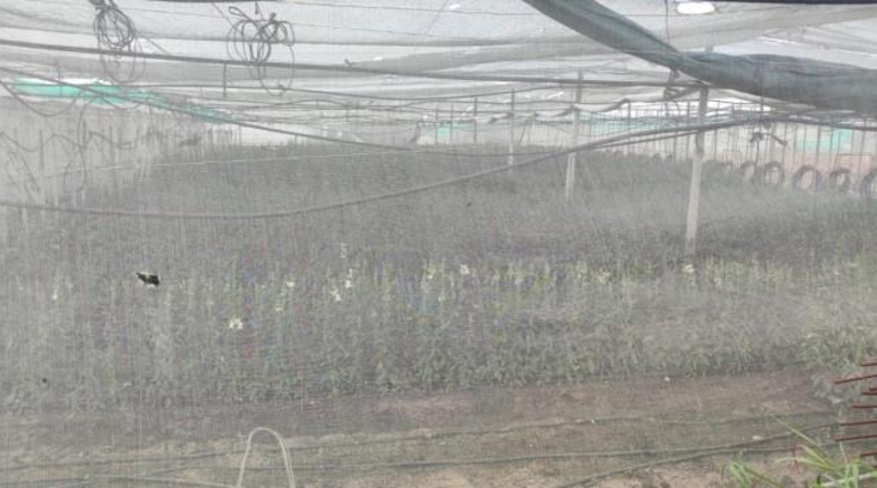 Cádiz - Chipiona - 11000m2