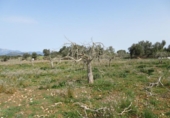 Non-developable land for sale on España, Sineu, ref: TR130439 photo
