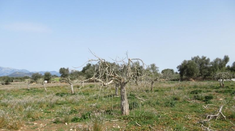 Balearic Islands - Sineu - 17000m2