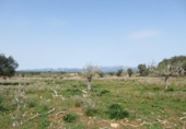 Non-developable land for sale on España, Sineu, ref: TR130439 photo