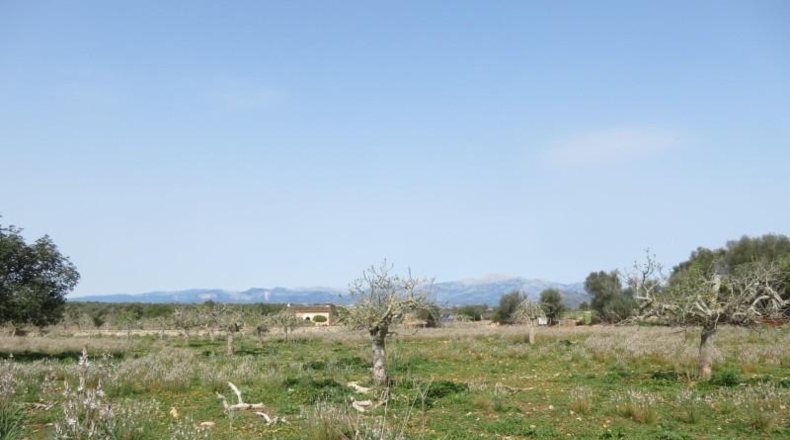Balearic Islands - Sineu - 17000m2