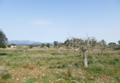 Non-developable land for sale on España, Sineu, ref: TR130439 photo