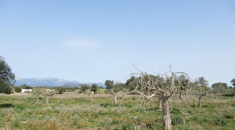 Balearic Islands - Sineu - 17000m2