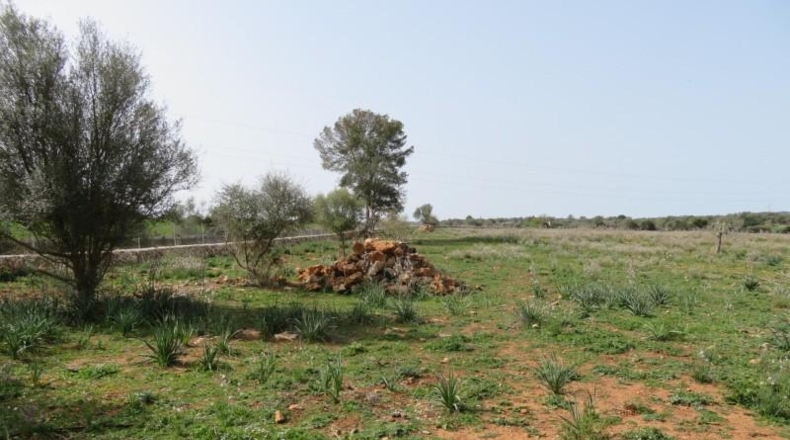 Balearic Islands - Sineu - 17000m2