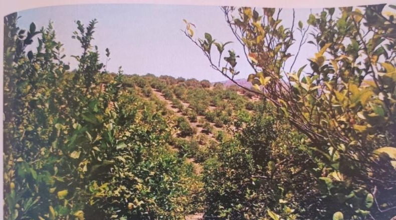 Málaga - Álora - 48624m2