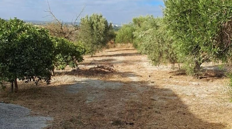 Cádiz - Arcos de la Frontera - 63619m2
