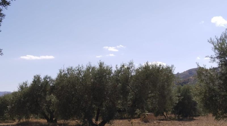 Málaga - Antequera - 20500m2