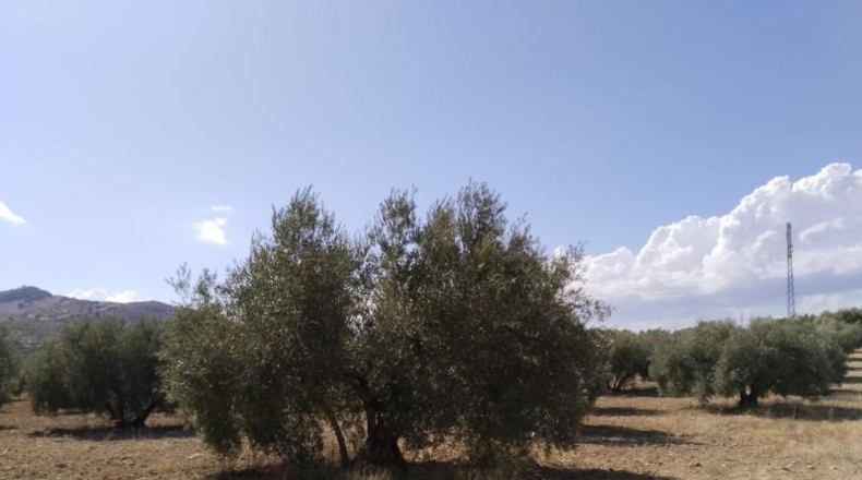 Málaga - Antequera - 20500m2