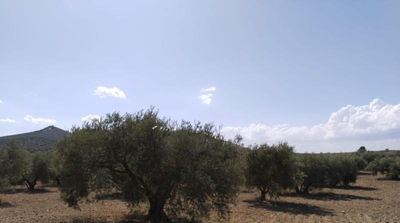 Málaga - Antequera - 20500m2