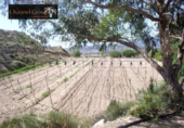 Casa de camp amb terreny en venda a la España, Novelda, ref.: TR139577 foto