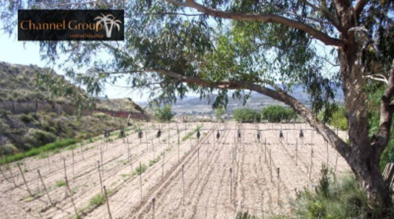 Alicante - Novelda - 40000m2