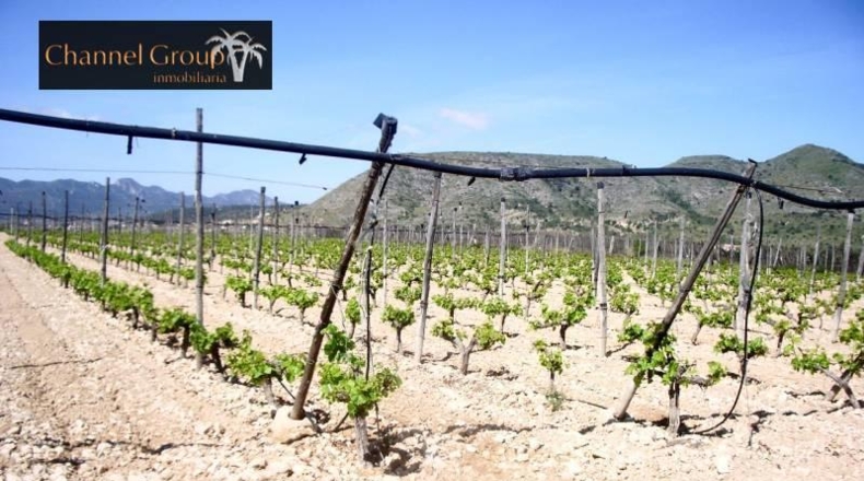 Alicante - Novelda - 40000m2