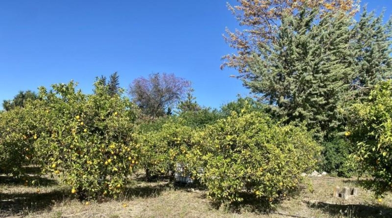 Málaga - Alhaurín el Grande - 15000m2