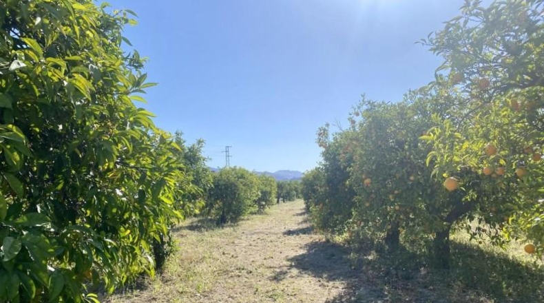 Málaga - Alhaurín el Grande - 15000m2