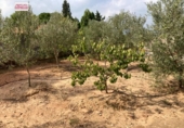 Xalet independent amb terreny en venda a la España, Alginet, ref.: TR136983 foto