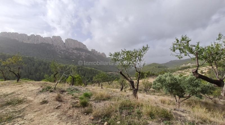 Alicante - Benimantell - 130000m2