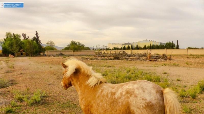Murcia - Fuente Álamo de Murcia - 11000m2