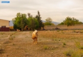 Casa de camp amb terreny en venda a la España, Fuente Álamo, ref.: TR161868 foto